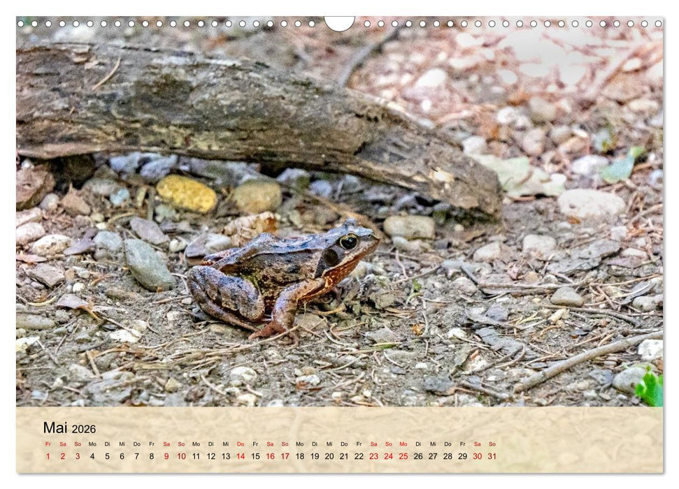 Wildes Stadtleben in München (CALVENDO Wandkalender 2026)