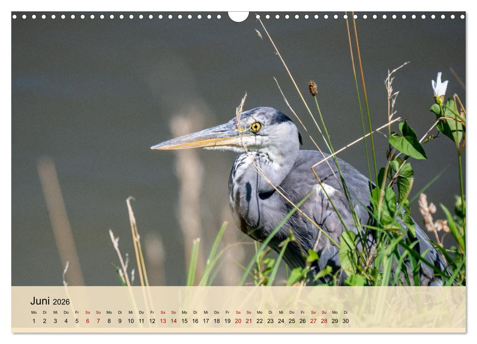 Wildes Stadtleben in München (CALVENDO Wandkalender 2026)