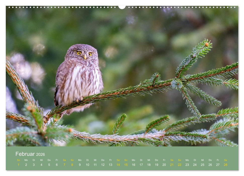 Eulen und Mäuse (CALVENDO Wandkalender 2026)