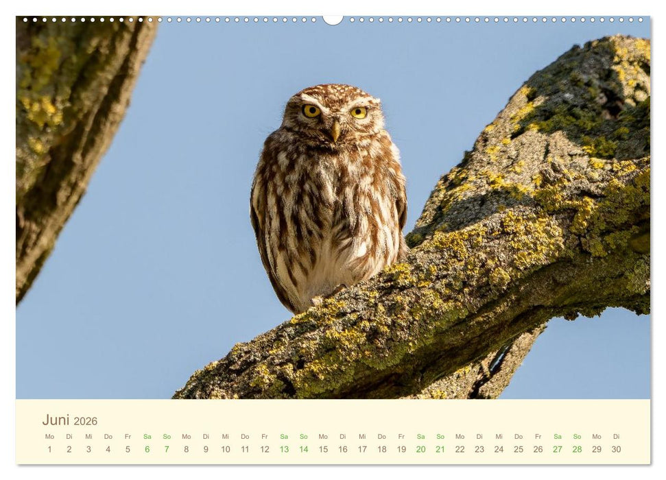 Eulen und Mäuse (CALVENDO Wandkalender 2026)