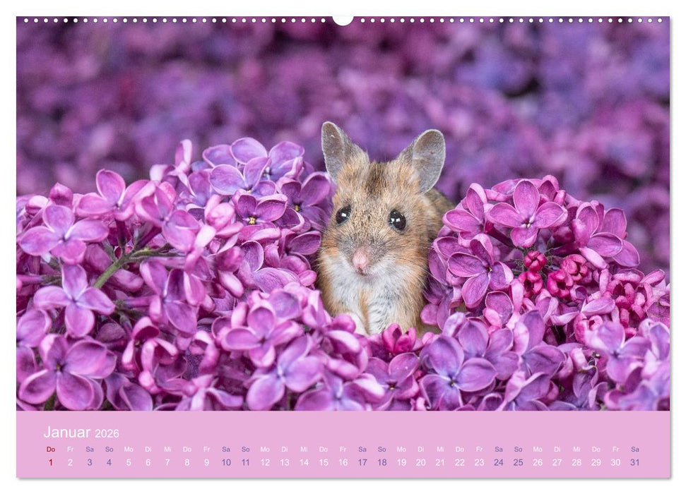 Eulen und Mäuse (CALVENDO Premium Wandkalender 2026)