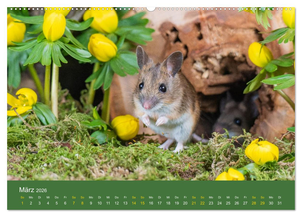 Eulen und Mäuse (CALVENDO Premium Wandkalender 2026)