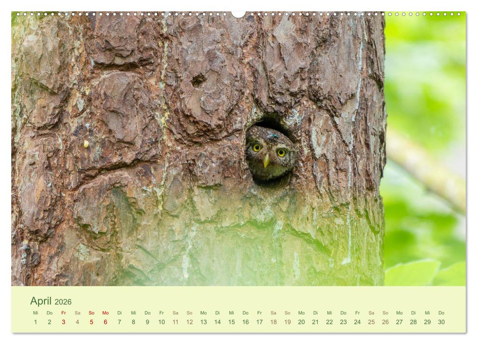 Eulen und Mäuse (CALVENDO Premium Wandkalender 2026)