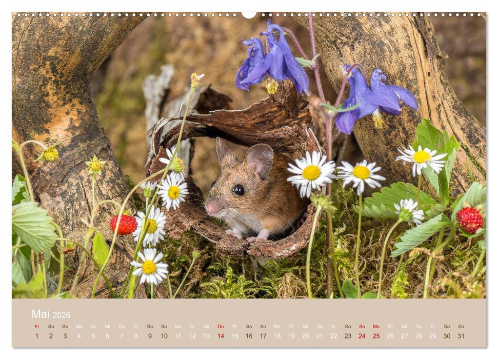 Eulen und Mäuse (CALVENDO Premium Wandkalender 2026)