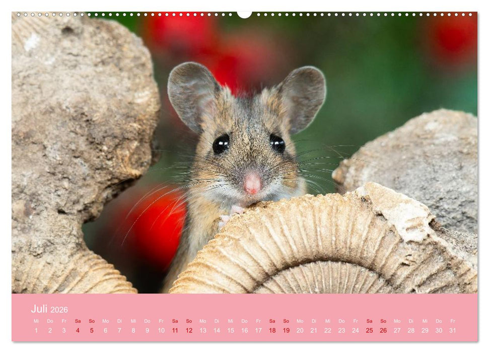Eulen und Mäuse (CALVENDO Premium Wandkalender 2026)