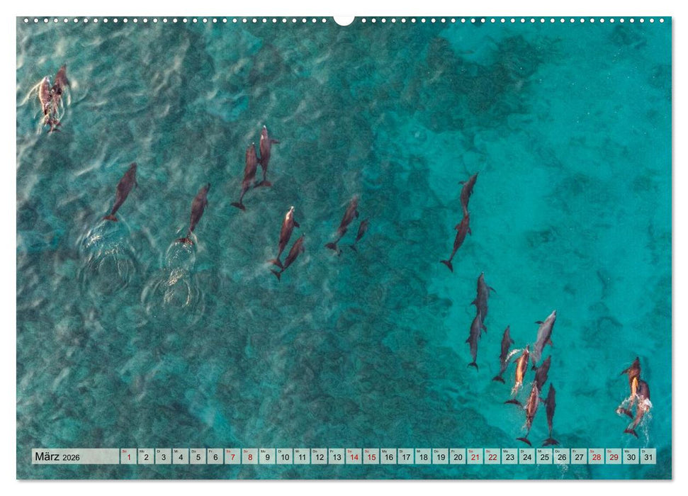 SOKOTRA - Magische Insel (CALVENDO Wandkalender 2026)