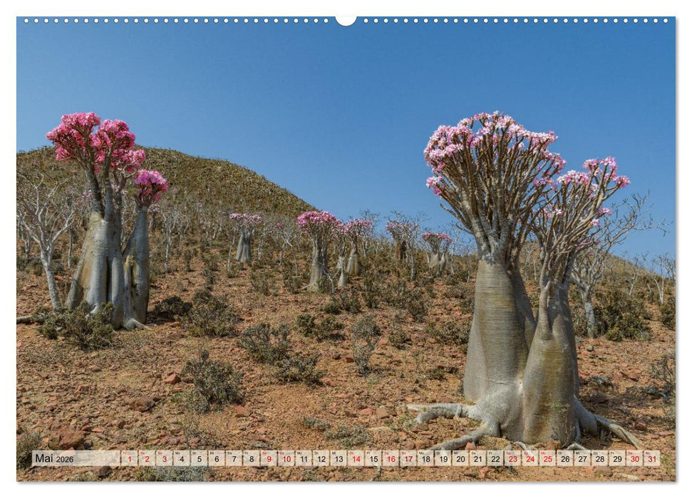SOKOTRA - Magische Insel (CALVENDO Wandkalender 2026)