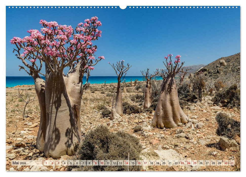 SOKOTRA - Magische Insel (CALVENDO Premium Wandkalender 2026)