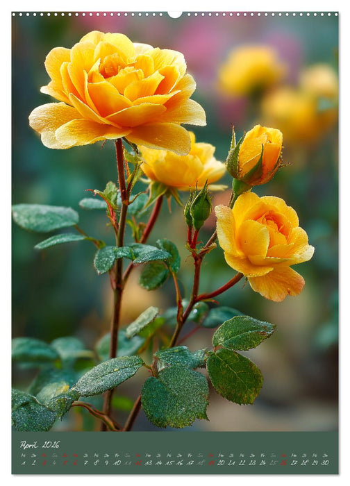 Rosen - Königin der Blumen (CALVENDO Wandkalender 2026)