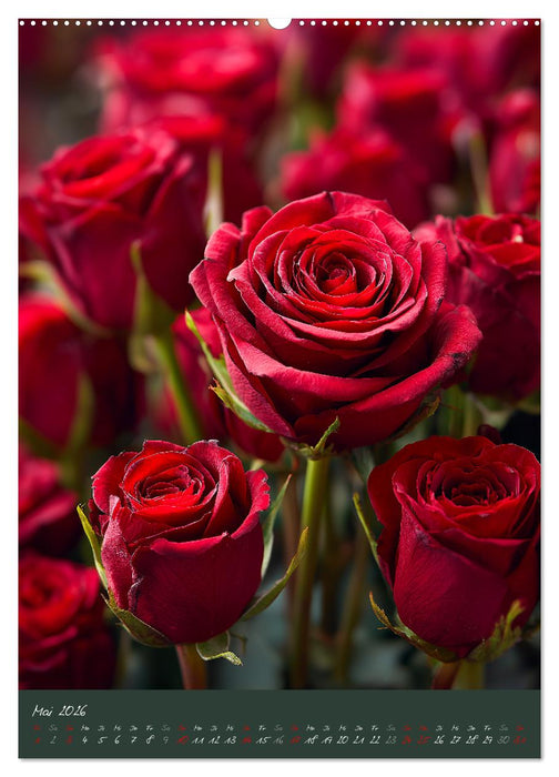 Rosen - Königin der Blumen (CALVENDO Wandkalender 2026)