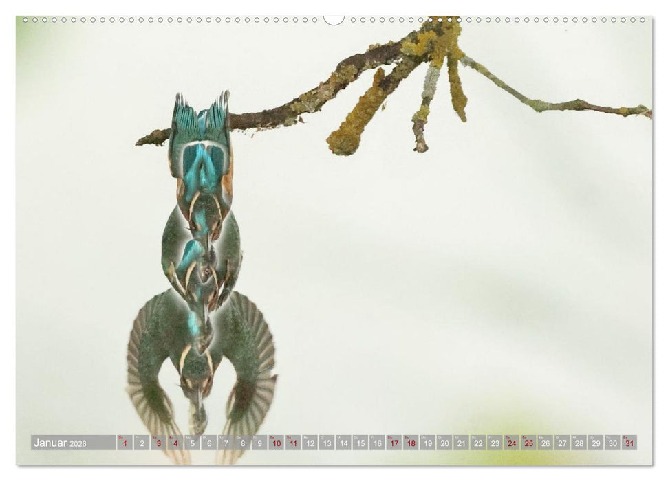 Vögel im Fluge (CALVENDO Premium Wandkalender 2026)