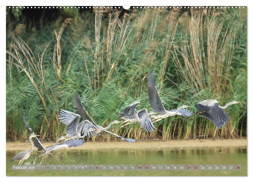 Vögel im Fluge (CALVENDO Premium Wandkalender 2026)