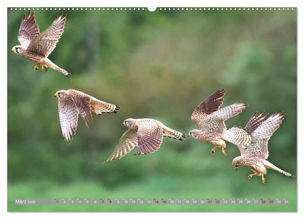 Vögel im Fluge (CALVENDO Premium Wandkalender 2026)