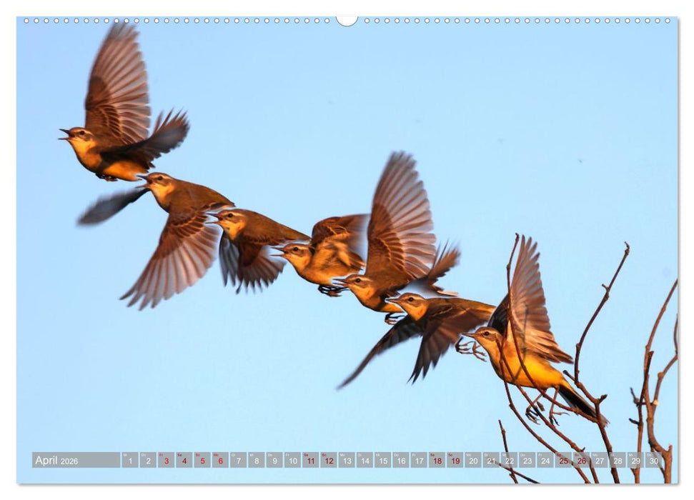 Vögel im Fluge (CALVENDO Premium Wandkalender 2026)