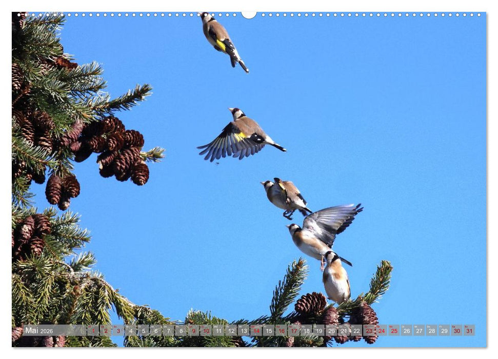 Vögel im Fluge (CALVENDO Premium Wandkalender 2026)