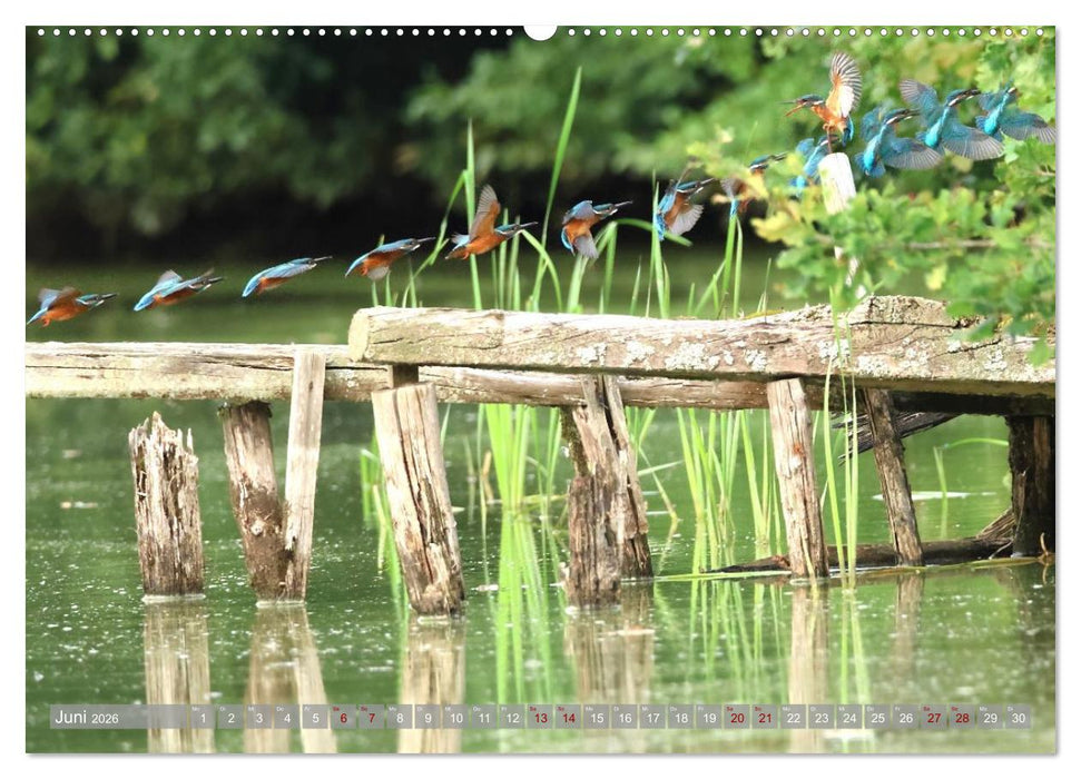 Vögel im Fluge (CALVENDO Premium Wandkalender 2026)