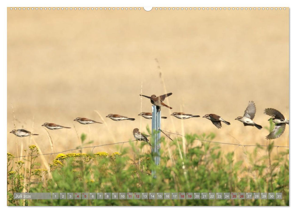 Vögel im Fluge (CALVENDO Premium Wandkalender 2026)