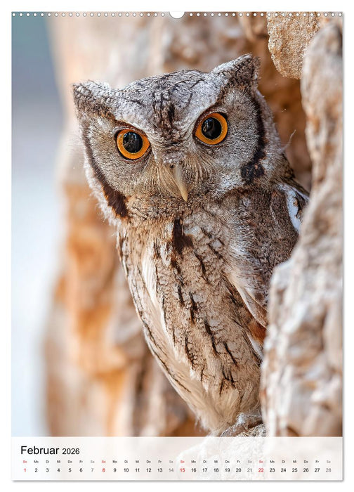 Faszination Eule - Eulen in ihrer ganzen Vielfalt (CALVENDO Wandkalender 2026)