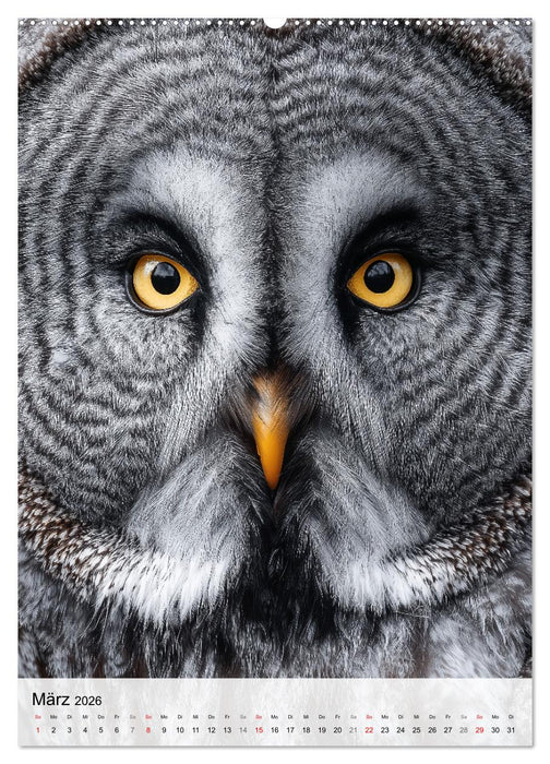 Faszination Eule - Eulen in ihrer ganzen Vielfalt (CALVENDO Premium Wandkalender 2026)