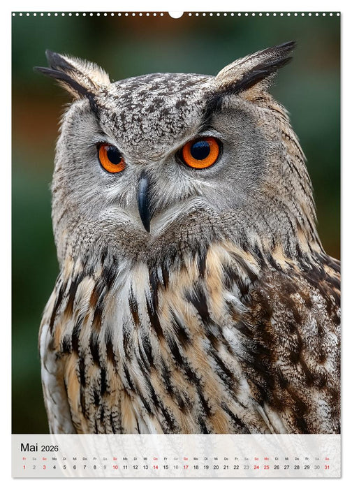 Faszination Eule - Eulen in ihrer ganzen Vielfalt (CALVENDO Premium Wandkalender 2026)