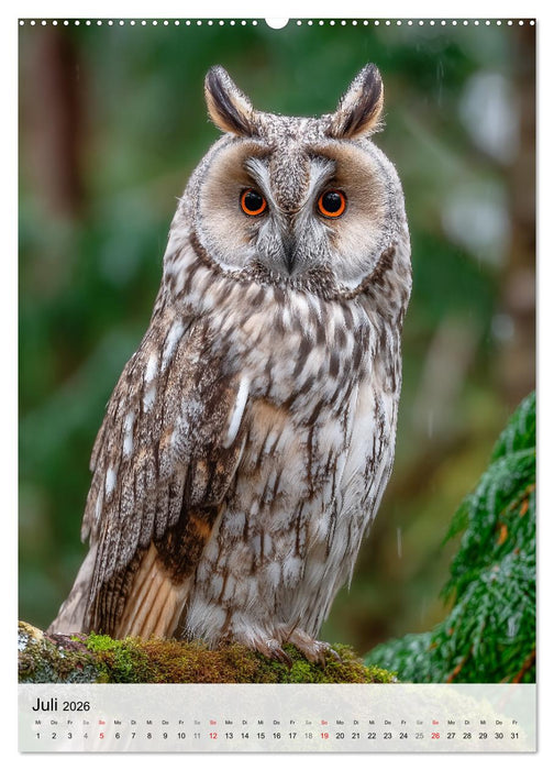 Faszination Eule - Eulen in ihrer ganzen Vielfalt (CALVENDO Premium Wandkalender 2026)