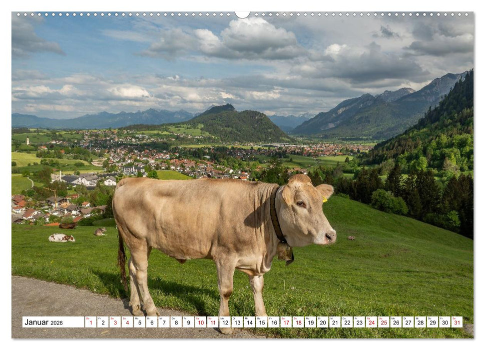 Kuhle Typen (CALVENDO Wandkalender 2026)