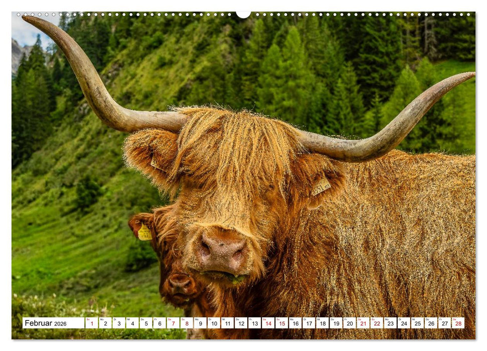 Kuhle Typen (CALVENDO Wandkalender 2026)
