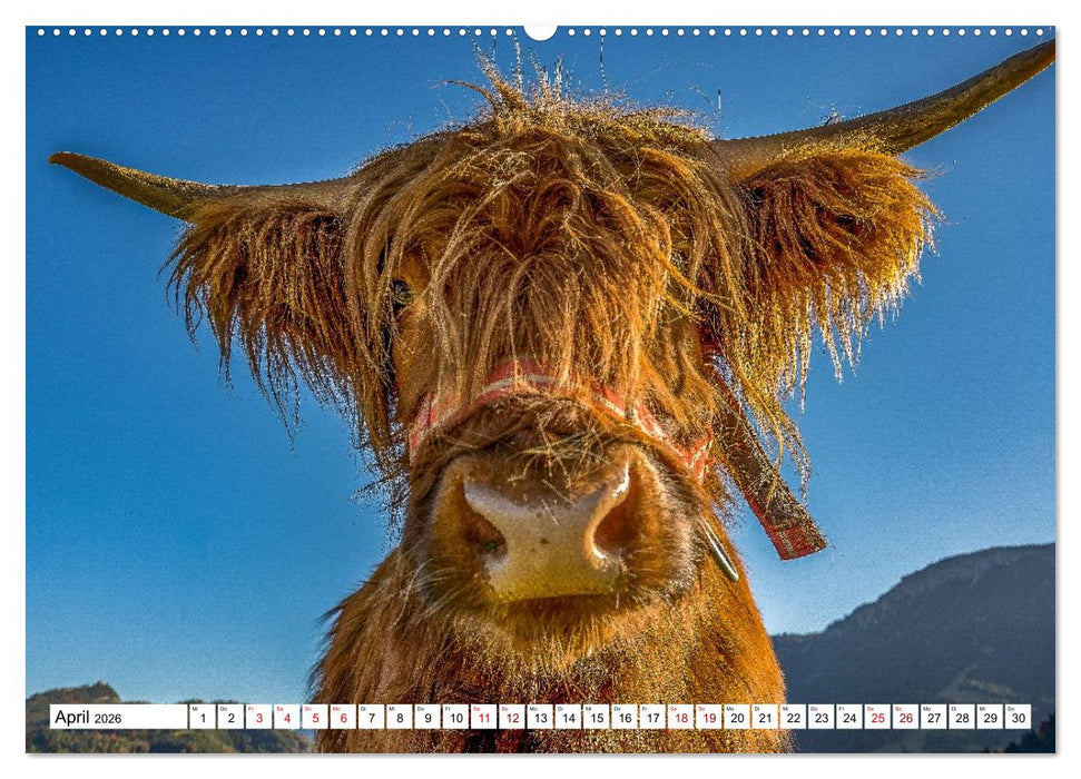 Kuhle Typen (CALVENDO Wandkalender 2026)