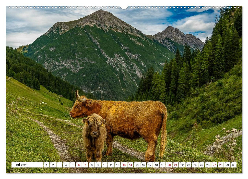Kuhle Typen (CALVENDO Wandkalender 2026)