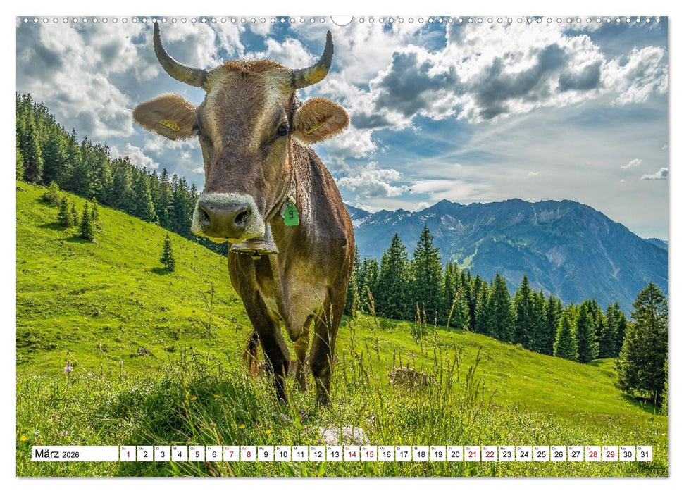 Kuhle Typen (CALVENDO Premium Wandkalender 2026)