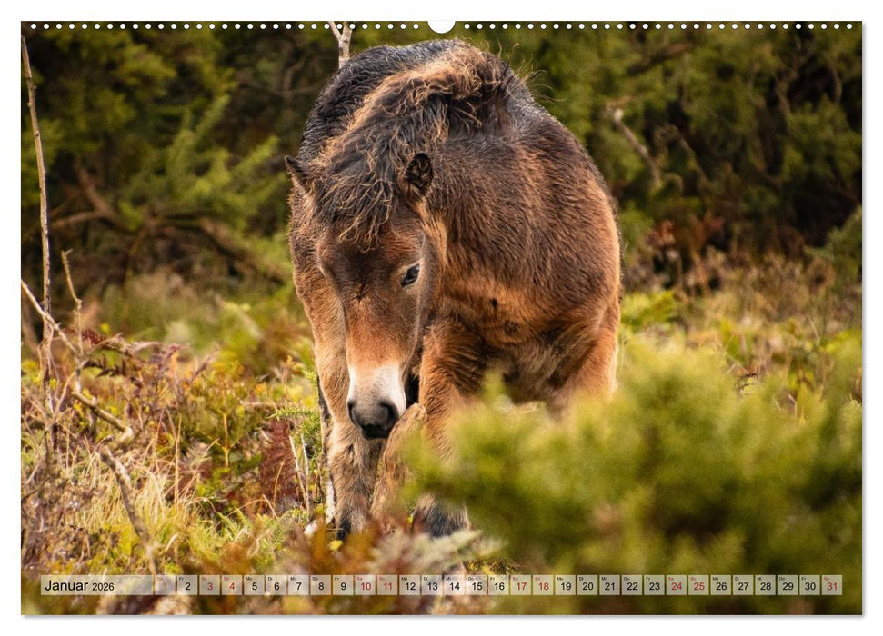 Wildperde - die Magie der Natur (CALVENDO Wandkalender 2026)