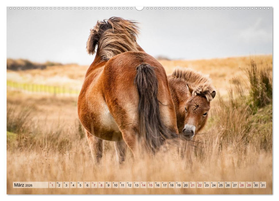 Wildperde - die Magie der Natur (CALVENDO Wandkalender 2026)