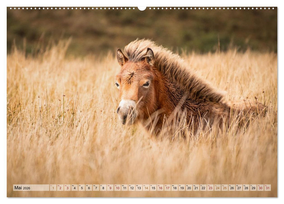 Wildperde - die Magie der Natur (CALVENDO Wandkalender 2026)