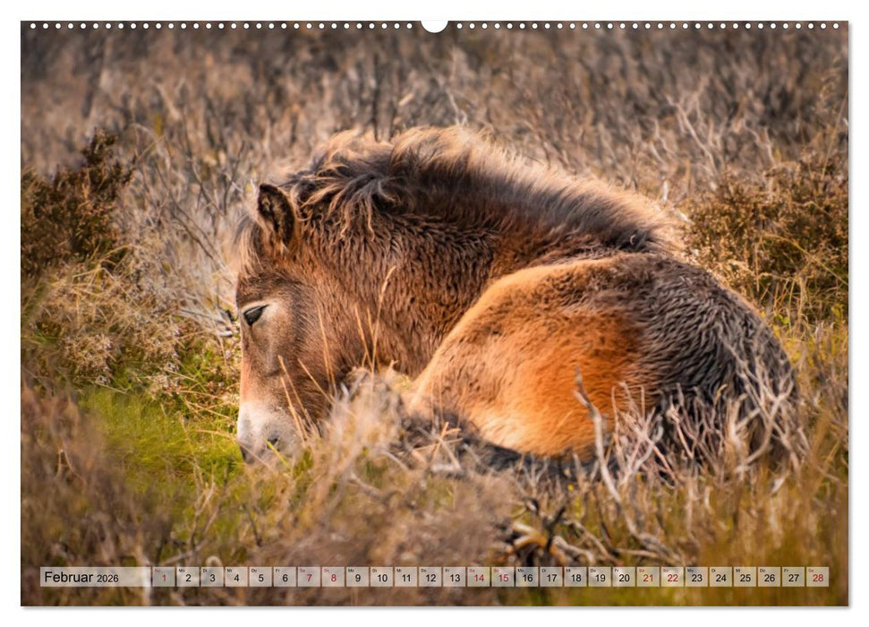 Wildperde - die Magie der Natur (CALVENDO Premium Wandkalender 2026)