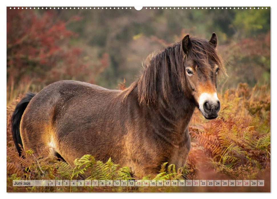 Wildperde - die Magie der Natur (CALVENDO Premium Wandkalender 2026)