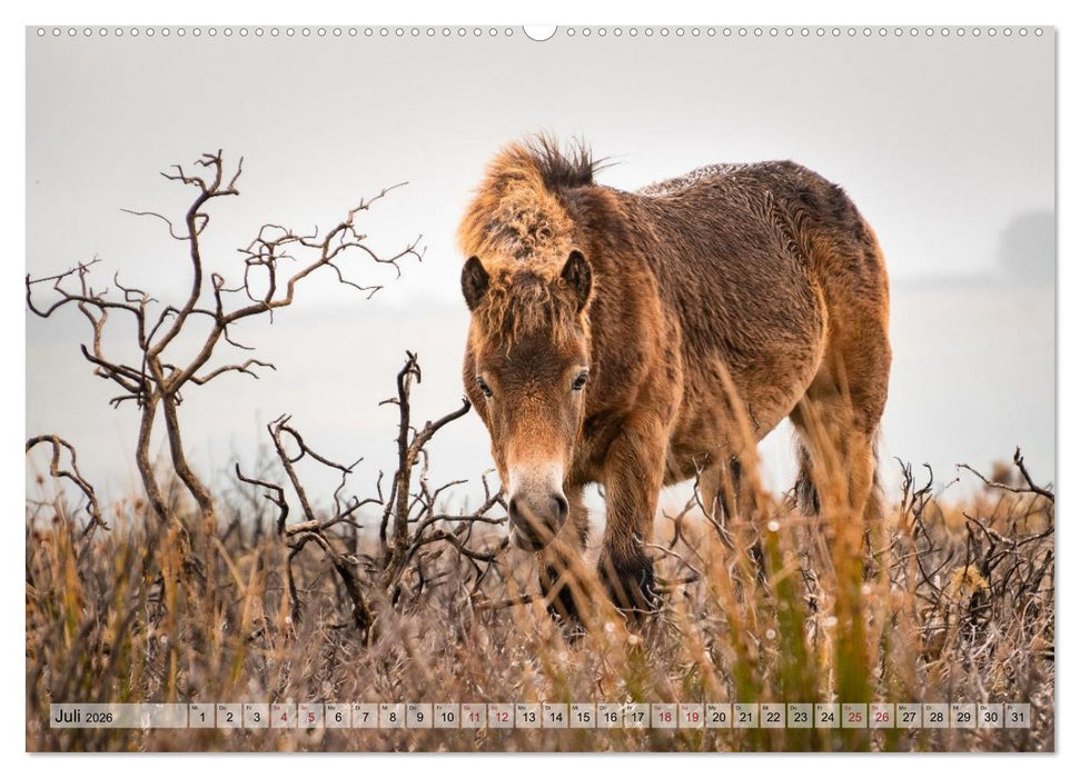 Wildperde - die Magie der Natur (CALVENDO Premium Wandkalender 2026)