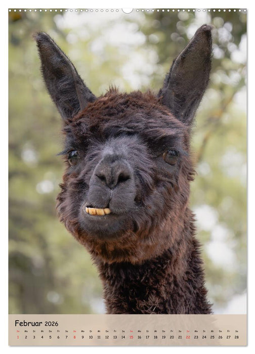 Gesichter der Alpakas - Unverwechselbare Charaktere und einzigartige Blicke (CALVENDO Wandkalender 2026)