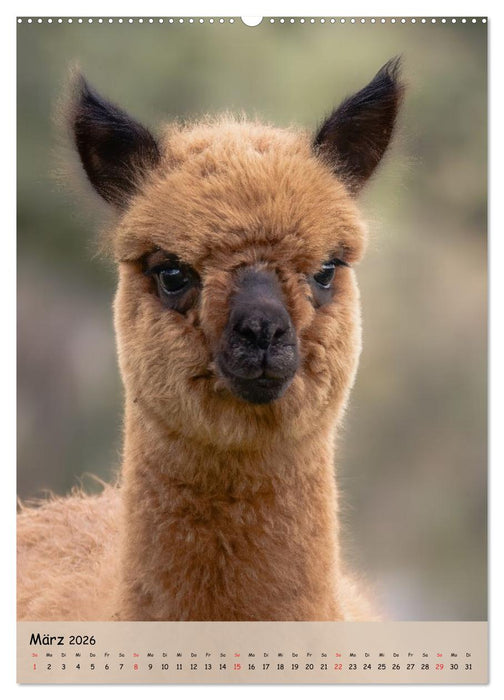 Gesichter der Alpakas - Unverwechselbare Charaktere und einzigartige Blicke (CALVENDO Wandkalender 2026)
