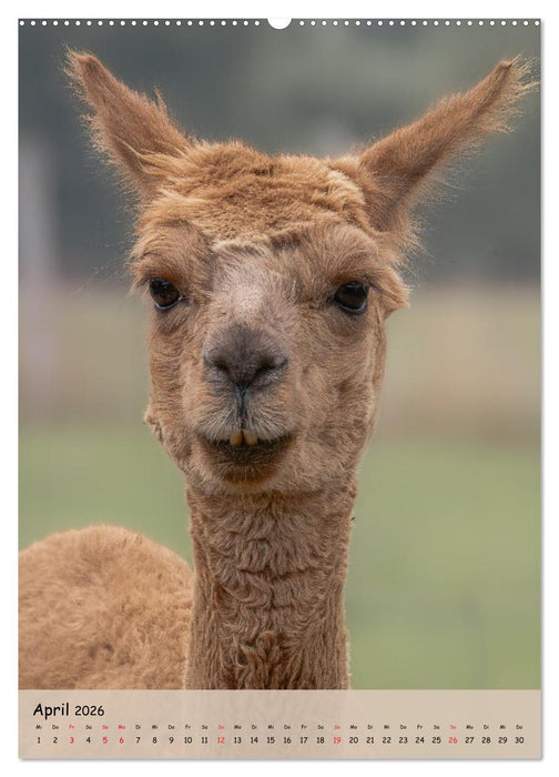 Gesichter der Alpakas - Unverwechselbare Charaktere und einzigartige Blicke (CALVENDO Wandkalender 2026)