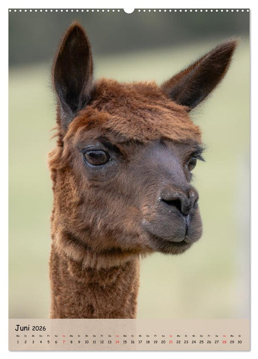Gesichter der Alpakas - Unverwechselbare Charaktere und einzigartige Blicke (CALVENDO Wandkalender 2026)