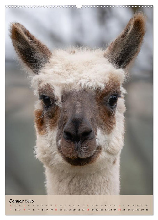 Gesichter der Alpakas - Unverwechselbare Charaktere und einzigartige Blicke (CALVENDO Premium Wandkalender 2026)