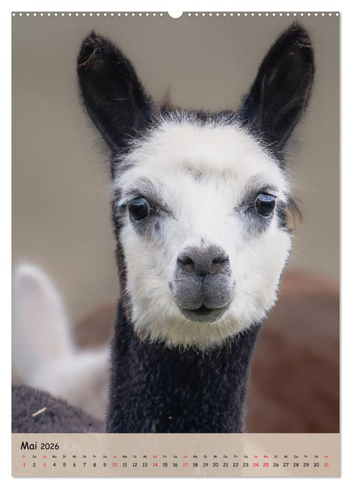 Gesichter der Alpakas - Unverwechselbare Charaktere und einzigartige Blicke (CALVENDO Premium Wandkalender 2026)