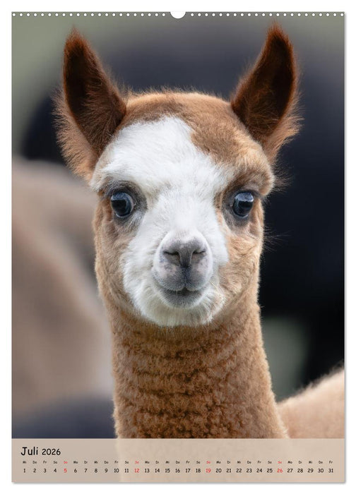 Gesichter der Alpakas - Unverwechselbare Charaktere und einzigartige Blicke (CALVENDO Premium Wandkalender 2026)
