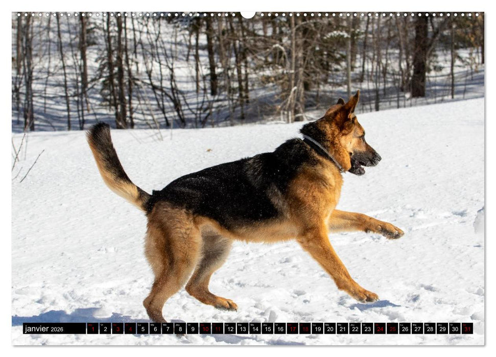MIRA - PUISSANCE ET ÉLÉGANCE (CALVENDO Calendrier mensuel 2026)