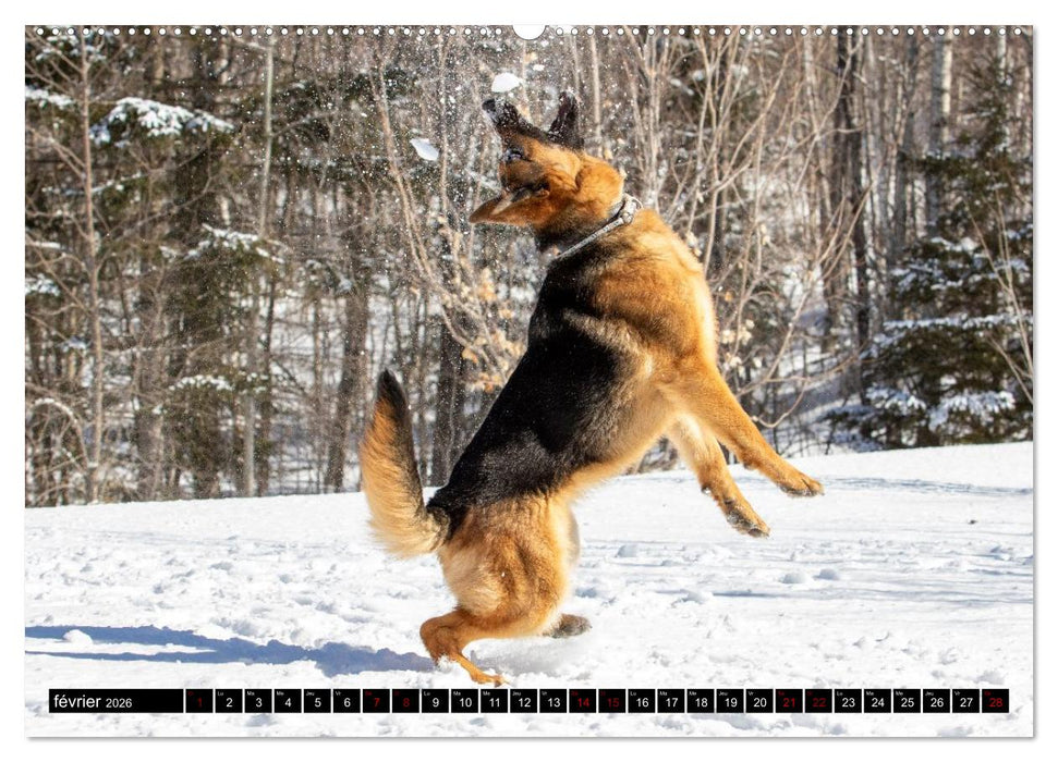 MIRA - PUISSANCE ET ÉLÉGANCE (CALVENDO Calendrier mensuel 2026)