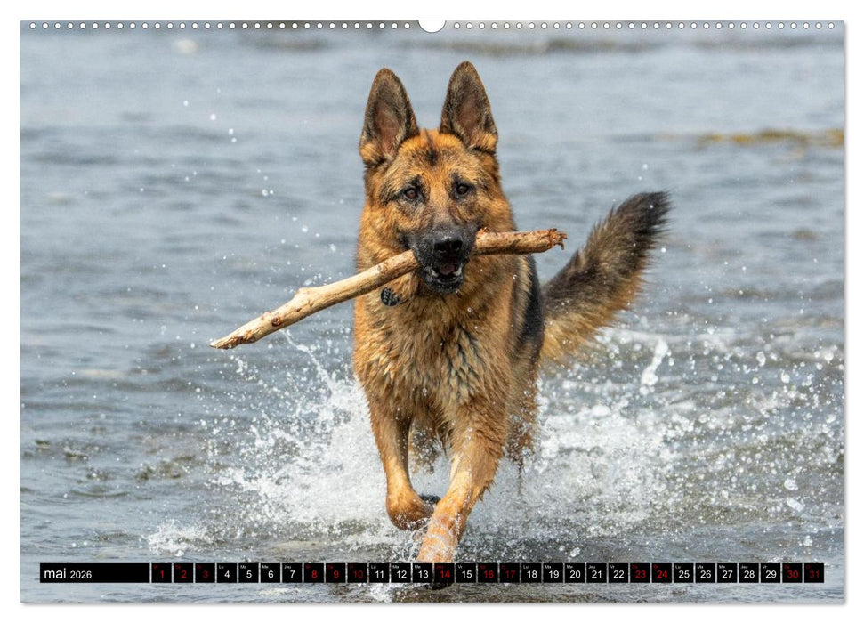 MIRA - PUISSANCE ET ÉLÉGANCE (CALVENDO Calendrier mensuel 2026)