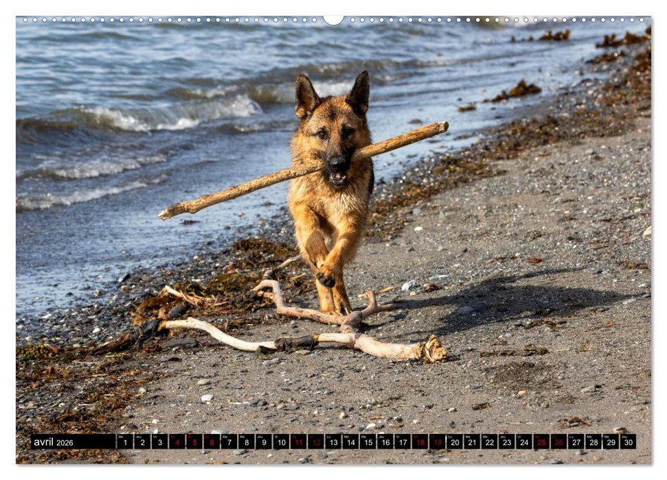 MIRA - PUISSANCE ET ÉLÉGANCE (CALVENDO Calendrier supérieur 2026)