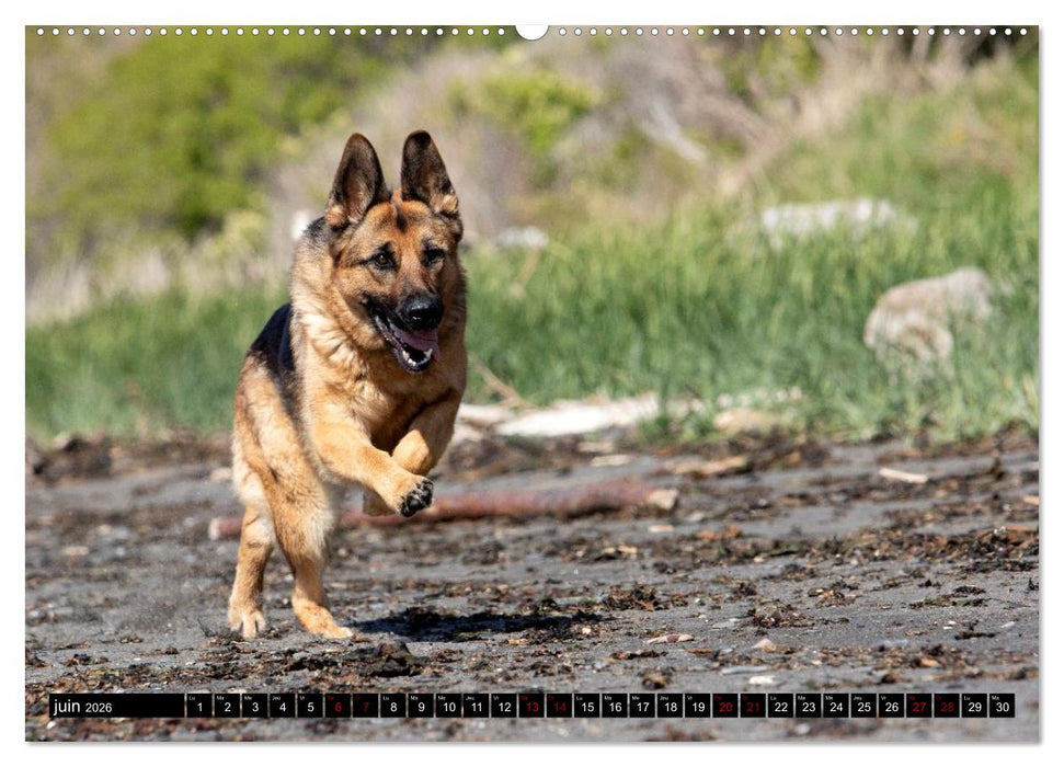 MIRA - PUISSANCE ET ÉLÉGANCE (CALVENDO Calendrier supérieur 2026)