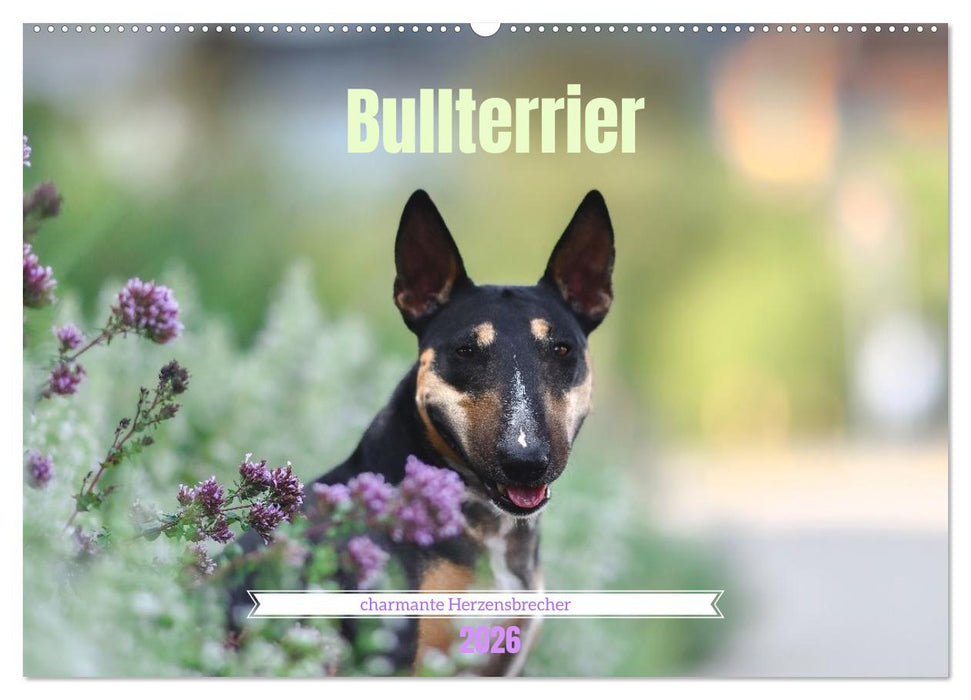Bullterrier - charmante Herzensbrecher (CALVENDO Wandkalender 2026)