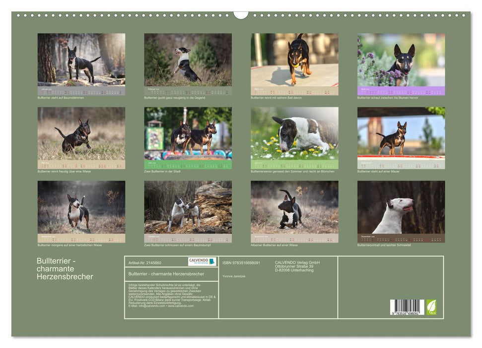 Bullterrier - charmante Herzensbrecher (CALVENDO Wandkalender 2026)